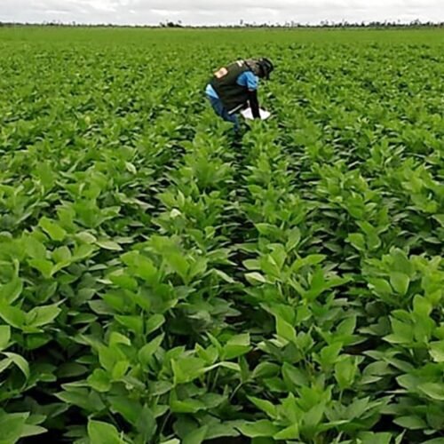 Aprosoja reclama de levantamentos da Conab e governo promete acompanhar situação