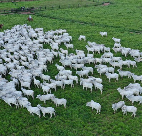 Integração lavoura-pecuária reduz o uso de fertilizantes e diminui impactos no clima