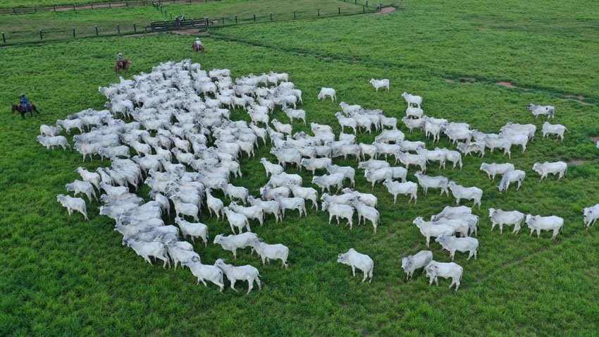 Integração lavoura-pecuária reduz o uso de fertilizantes e diminui impactos no clima