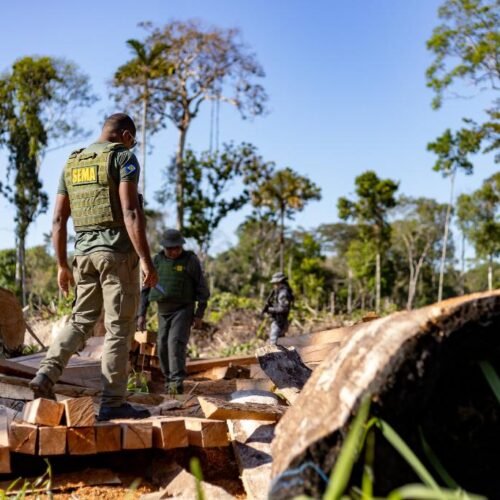Período proibitivo para exploração do manejo florestal sustentável em MT segue até 1º de abril
