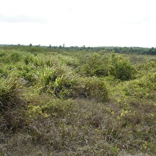 Brasil possui 28 milhões de hectares de pastagens degradadas com potencial para expansão agrícola