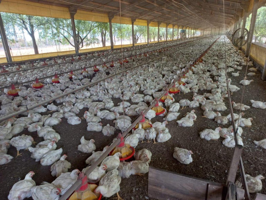 Mais de 790 milhões de animais foram movimentados em 2023 no Estado