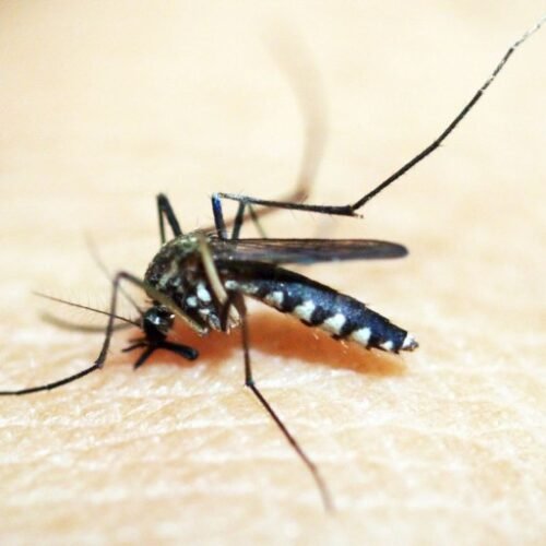 Entenda por que hemorragia não é o principal sintoma da dengue grave