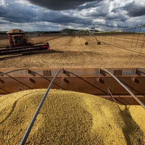 Mato Grosso terá queda de 15% na produção, segundo novo levantamento do Imea