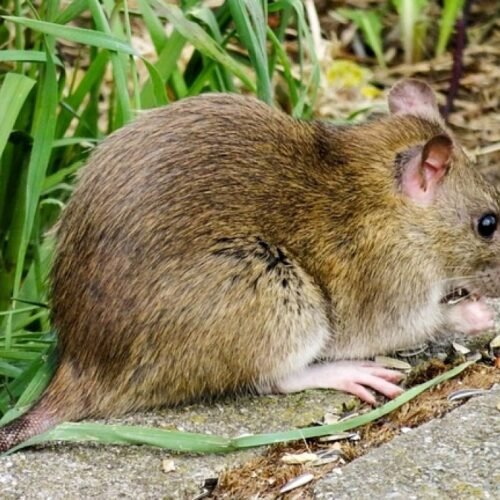 Ratos causam prejuízo de 30% em lavouras de milho