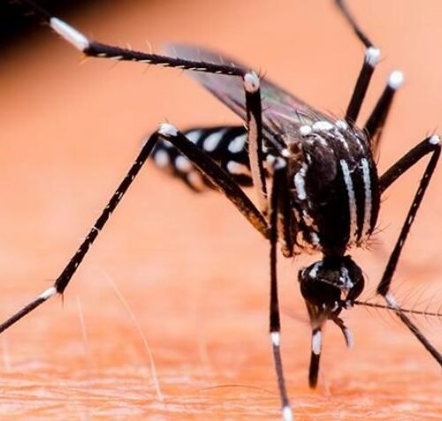 Dengue tem 259 notificações com 45 casos positivos em 2024