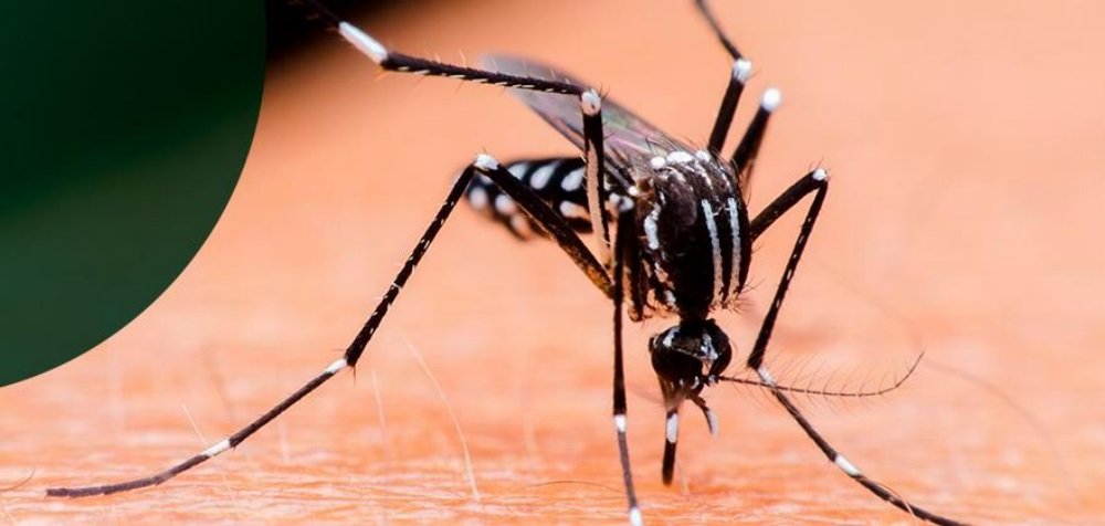 Dengue tem 259 notificações com 45 casos positivos em 2024