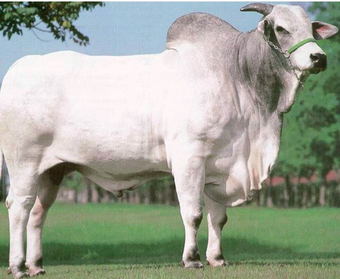 Boletim semanal do boi gordo (IMEA)