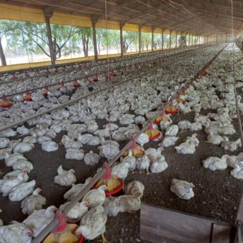 Campanha estadual de atualização de rebanho termina na próxima terça-feira (04)
