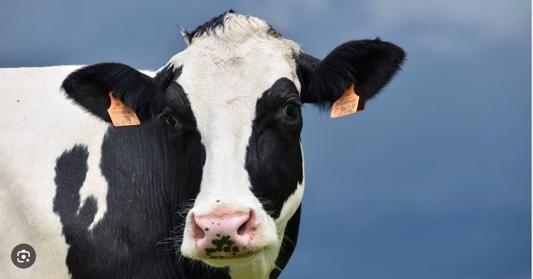 Falta de vacina contra brucelose preocupa pecuaristas de MT