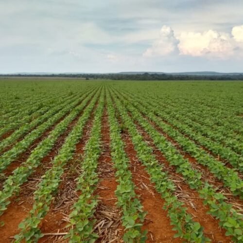 Movimento contra a Moratória da Soja critica colonialismo europeu e defende soberania brasileira