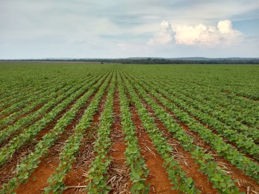 Movimento contra a Moratória da Soja critica colonialismo europeu e defende soberania brasileira