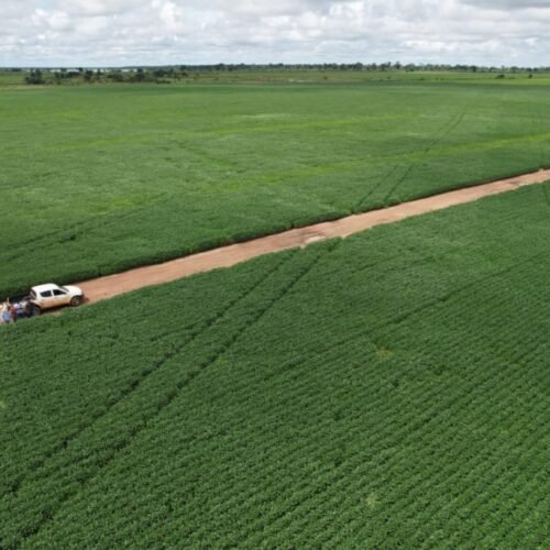 Vazio sanitário da soja começa neste sábado (08) em Mato Grosso