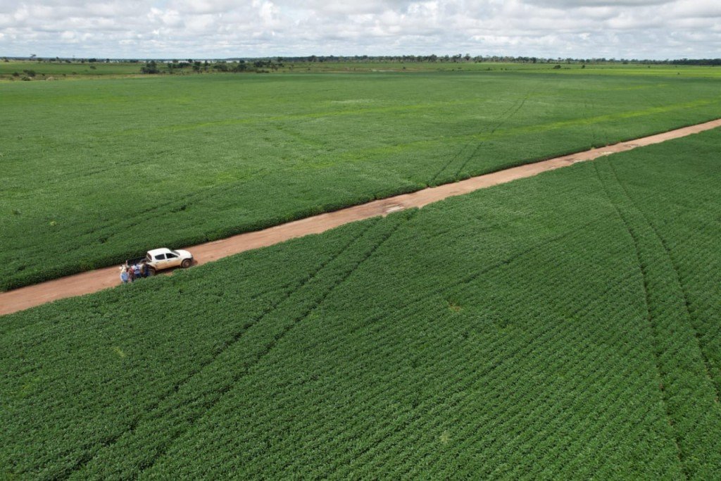 Vazio sanitário da soja começa neste sábado (08) em Mato Grosso
