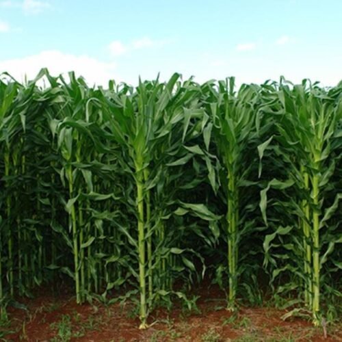 Proibição do glifosato pode provocar prejuízo bilionário e ameaça sustentabilidade do agro