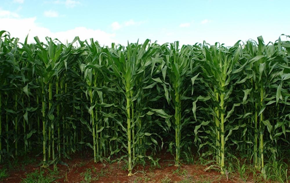 Proibição do glifosato pode provocar prejuízo bilionário e ameaça sustentabilidade do agro