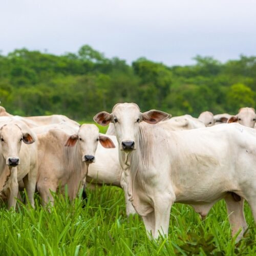MT bate recorde histórico com abate de 627 mil cabeças de gado em maio