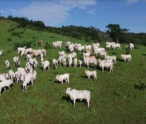 Estudo do Imea revela carência de mão de obra qualificada no setor rural mato-grossense