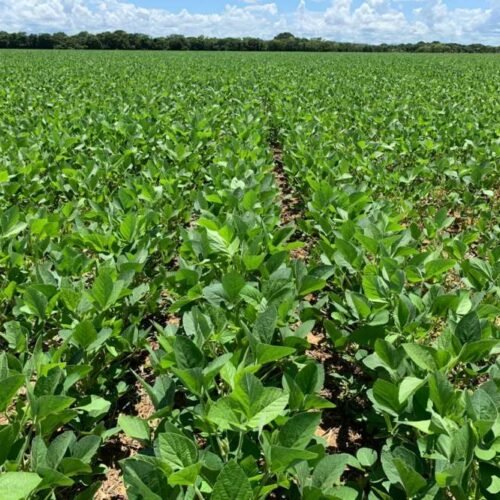 Pesquisa Embrapa para soja de baixo carbono