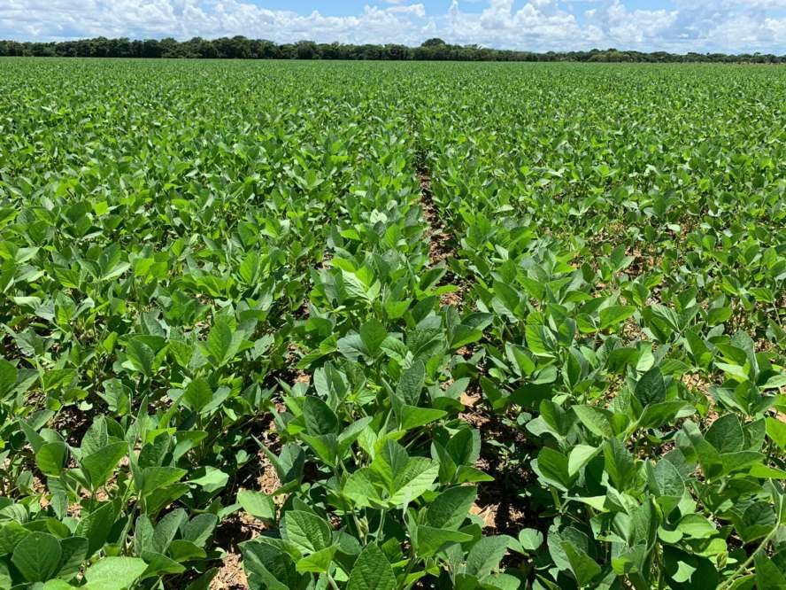 Pesquisa Embrapa para soja de baixo carbono