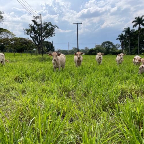 Práticas de manejo de pastagem permitem aumento na produção de carne