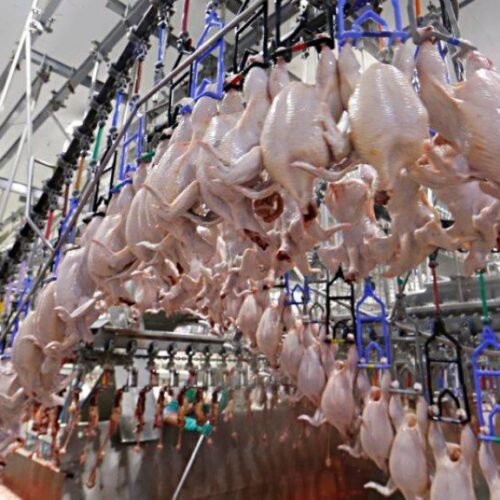 Mapa suspende exportações de carne de frango, ovos e produtos avícolas