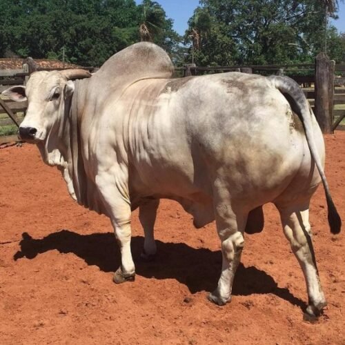 Boletim semanal do boi gordo (IMEA)