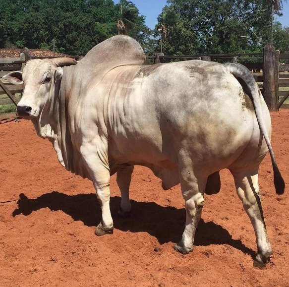 Boletim semanal do boi gordo (IMEA)