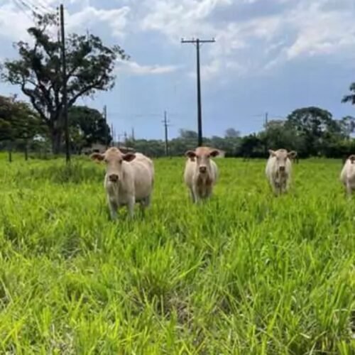 Protocolo permite estimar produtividade e melhorar desempenho de pastagens