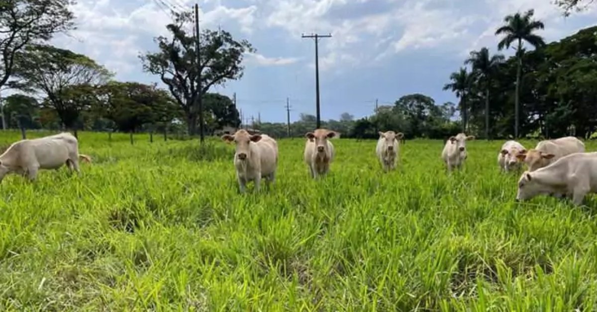 Protocolo permite estimar produtividade e melhorar desempenho de pastagens