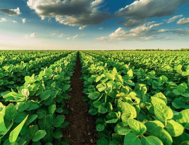 Aprosoja e Imea lançam pesquisa de safras