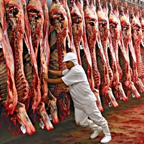 Exportação de carne bovina supera 237 mil toneladas
